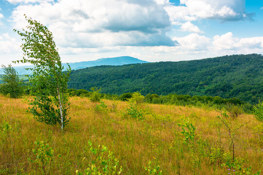 tree on a field in mountain landscape. green countryside of ukraine in summer. cloudy weather. carpathian landscape in dappled light. amazing carpathian highland