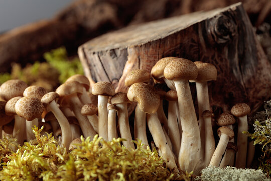 Fresh shimeji mushrooms in forest.