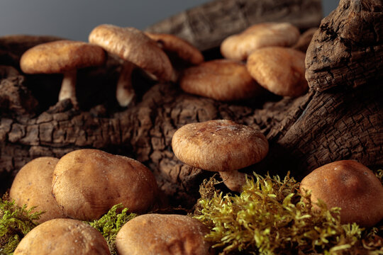 Fresh shiitake mushrooms in forest.