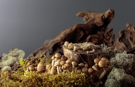 Fresh shimeji mushrooms in forest.