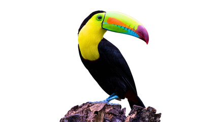 Keel-billed toucan perched on a tree branch isolated with colorful wildlife tropical isolated background rainforest feathers portrait creature birdwatching © Sahazadi
