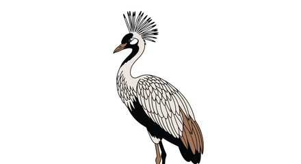 Fototapeta premium Grey crowned crane illustration shows the elegant bird with its distinctive golden crest and grey plumage on a clean white background.