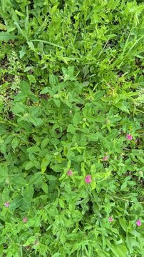 Blooming meadow clover (Trifolium pratense).
