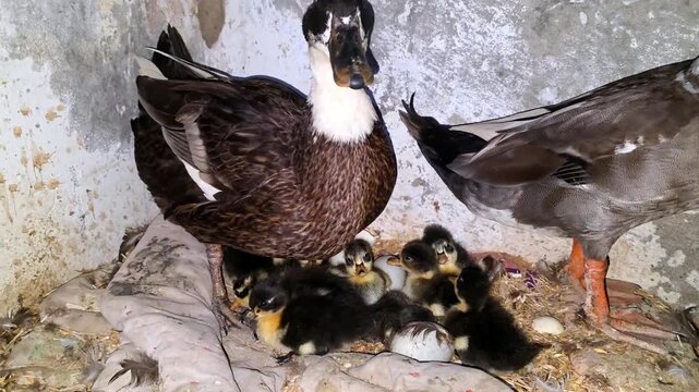 Mother duck protecting her brood of newly hatched ducklings in a rustic indoor barn with natural light HD Footage