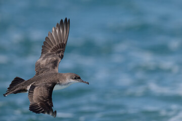 Naklejka premium Yelkouan Shearwater (Puffinus yelkouan) flying low against a soft blurred sea background, Ligurian Sea, Italy