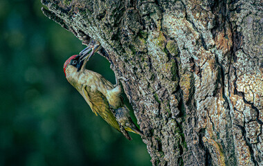 Pora karmienia © Andrzej