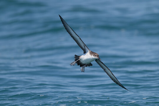 Yelkouan Shearwater (Puffinus yelkouan) dynamic banking action over the blue waves, Liguria, Italy