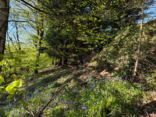 Fototapeta premium A peaceful forest scene with sunlight filtering through green leaves. Bluebell flowers scatter across the ground, adding splashes of purple to the lush greenery near Hewenden, Yorkshire, UK