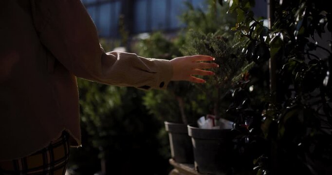 Backlit view of a person's hand gently touching lush green pine tree at a garden center, capturing the essence of nature and tranquility