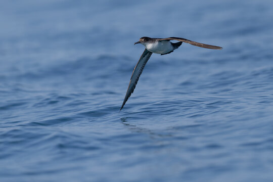 Banking maneuver of a Yelkouan Shearwater (Puffinus yelkouan) with wingtip kissing the sea surface