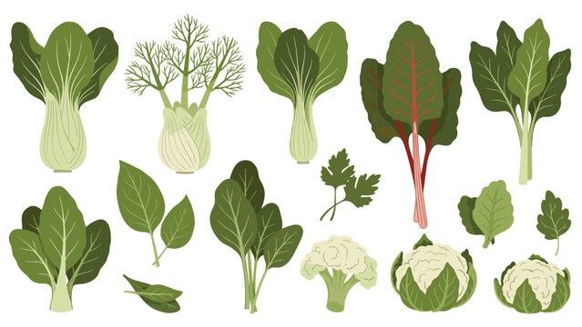 Collection of various fresh green leafy vegetables including bok choy fennel chard and cauliflower on a white background.