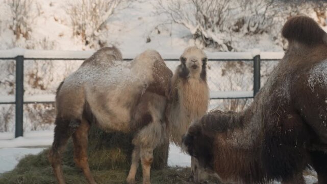 Two bactrian camels in snow enclosure nuzzling and grazing hay with frostdusted humps and thick fur, fencelined winter farm setting, close animal interaction shows social grooming, feeding shift
