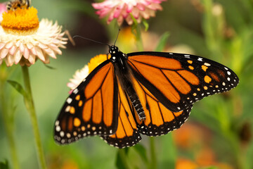 Monarch butterfly (Danaus plexippus)  Lincoln, Nebraska © Tom