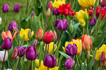 Fototapeta premium Colorful tulips in spring garden