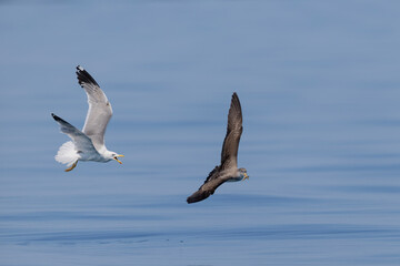 Obraz premium Yellow-legged Gull (Larus michahellis) chasing a Scopoli's Shearwater (Calonectris diomedea) holding a fish in its beak, Liguria, Italy