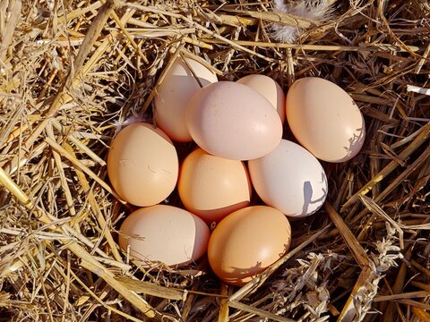 Fresh brown chicken eggs gathered in a rustic straw nest. Organic farm produce in bright natural sunlight