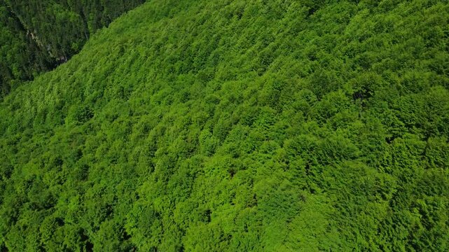 4k aerial footage above a green deciduous forest in the Carpathian Mountains. Flying over a green beech forest