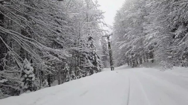Filming from the car on a forest road in a snow-covered forest. In a leafless deciduous forest covered in snow in winter