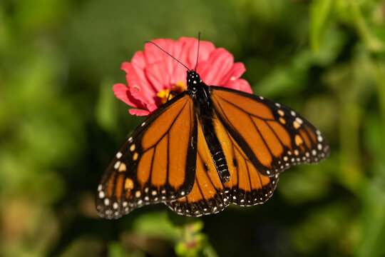 Monarch butterfly; Backyard Farmer Gardens; Lincoln, Nebraska