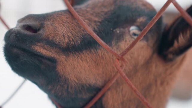 Curious goat behind rustic fencing. Rustic farm setting with curious goat looking through fence. Rural scene featuring brown goat gazing through weathered fencing with textured fur and horns