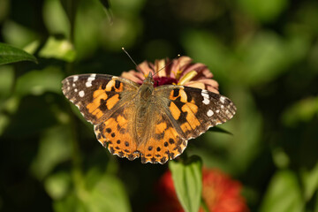Obraz premium Painted ladies on zinnia; Lincoln, Nebraska