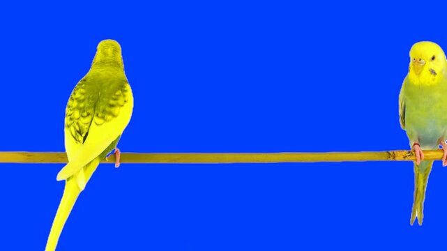 Two parrots against a chroma key background