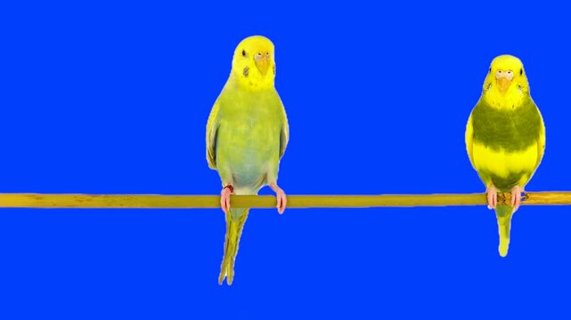Two parrots against a chroma key background