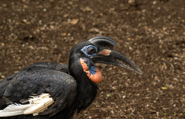 Obraz premium Hornbill
