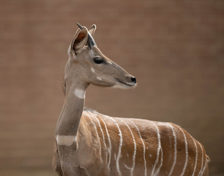 portrait of a male impala