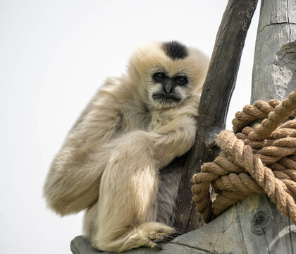 white gibbons 