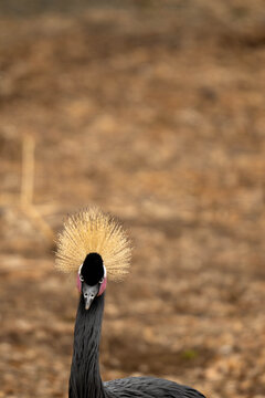 close up of a black crowned crane