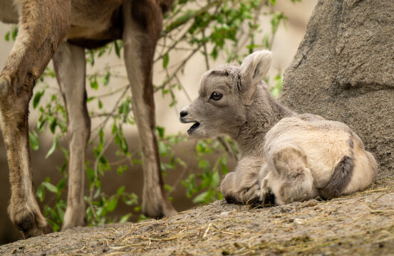 baby big horn sheep