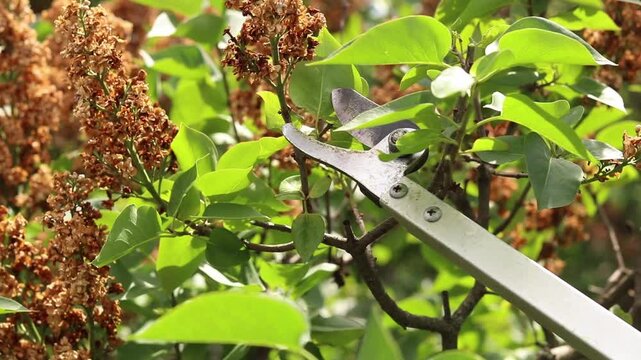 Pruning dried lilac inflorescences with a telescopic pruner. Garden pruners with a long handle (pruner) cut off a wilted lilac branch against a background of green leaves. Garden work in spring