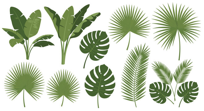 Selection of various green tropical leaves and palm fronds including monstera and banana leaves, ideal for botanical or natural designs.