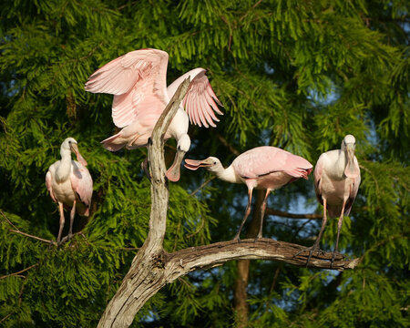 Roseate Spoonbill fledged siblings perched in a tree