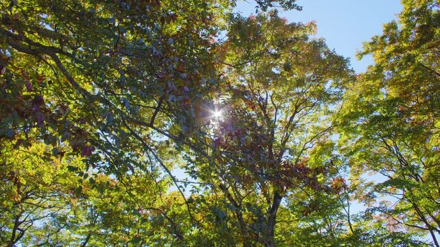 蔵王エコーライン 滝見台 展望台の紅葉 Autumn foliage at Takimidai Observation Deck on Zao Echo Line