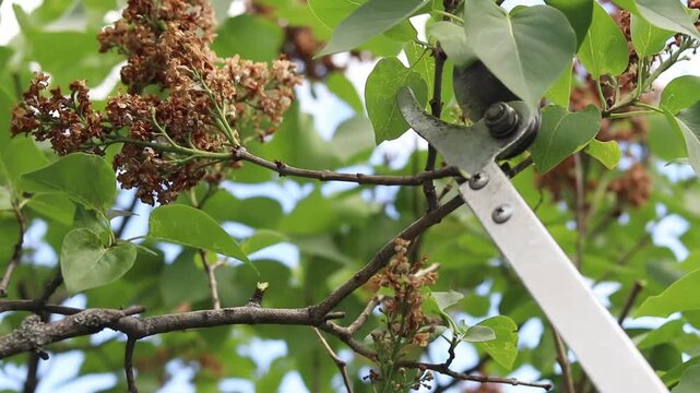 Pruning dried lilac inflorescences with a telescopic pruner. Garden pruners with a long handle (pruner) cut off a wilted lilac branch against a background of green leaves. Garden work in spring