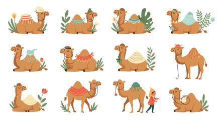 Obraz premium Set of twelve cute camel illustrations in different poses decorated with colorful blankets and surrounded by desert plants.
