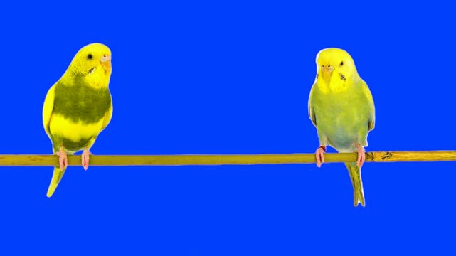 Two parrots against a chroma key background