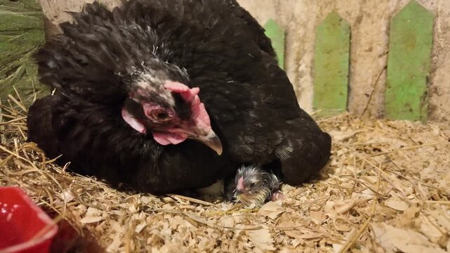 Close-up footage of a newly hatched wet chick peeking out from under a black brooding hen inside a chicken coop. The tiny chick chirps while the attentive mother hen carefully watches it and clucks