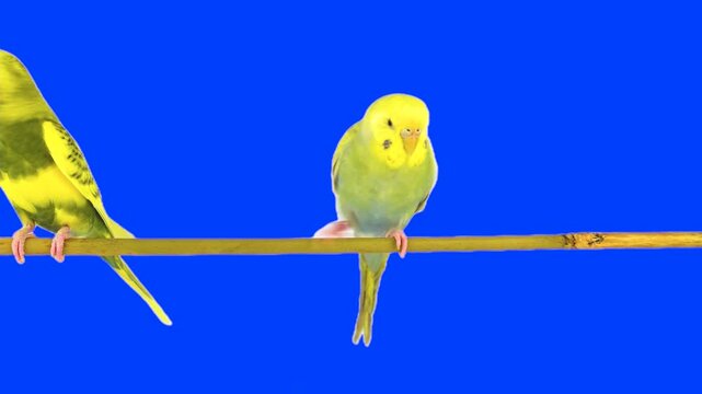 Two parrots against a chroma key background