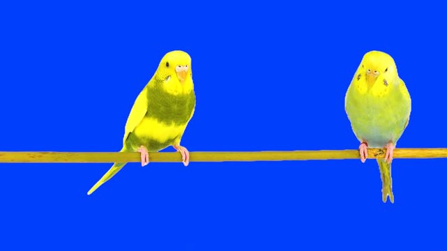 Two parrots against a chroma key background