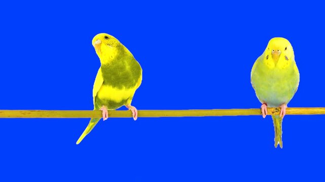 Two parrots against a chroma key background