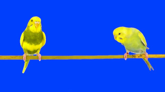 Two parrots against a chroma key background