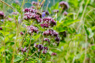 Fototapeta premium « Fleurs sauvages violettes au cœur d’une prairie verdoyante » 