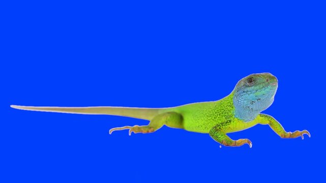 Green lizard on chroma key background