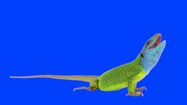 Green lizard on chroma key background