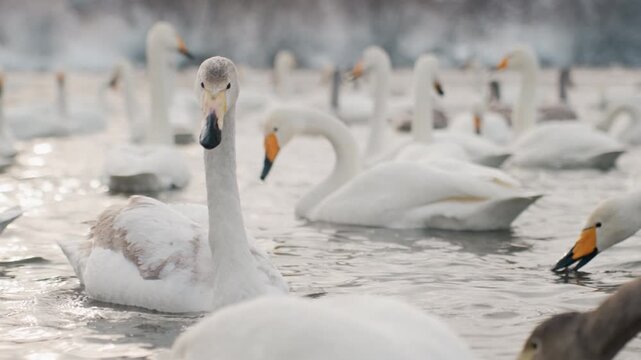 Graceful icy bird. Calm winter scene with swan on icy mirror reflecting dawn light. Serene winter tableau featuring graceful swan drifting across still frozen lake reflecting morning brilliance