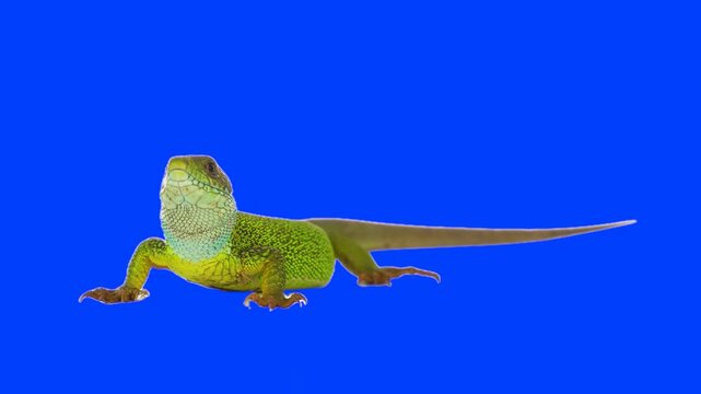 Green lizard on chroma key background