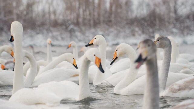 Adult swans and young cygnets during winter. Peaceful scene of swans and cygnets on frozen riverbank. Calm winter setting with mature swans and their young amidst icy river surroundings